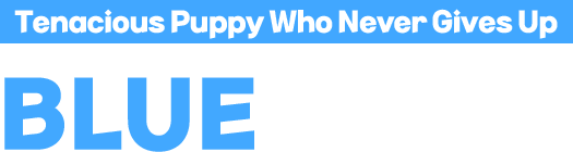 Tenacious Puppy Who Never Gives Up BLUE