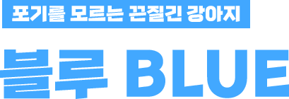 포기를 모르는 끈질긴 강아지 블루 BLUE